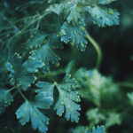 Comparing Black and White Films